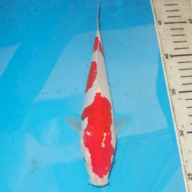 DOITSU KOHAKU MULUS