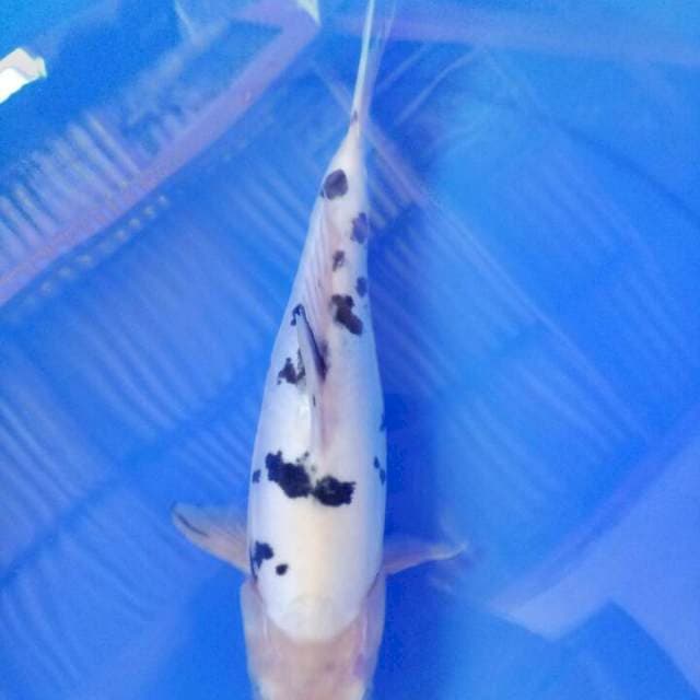 Beko mulus 29 cm