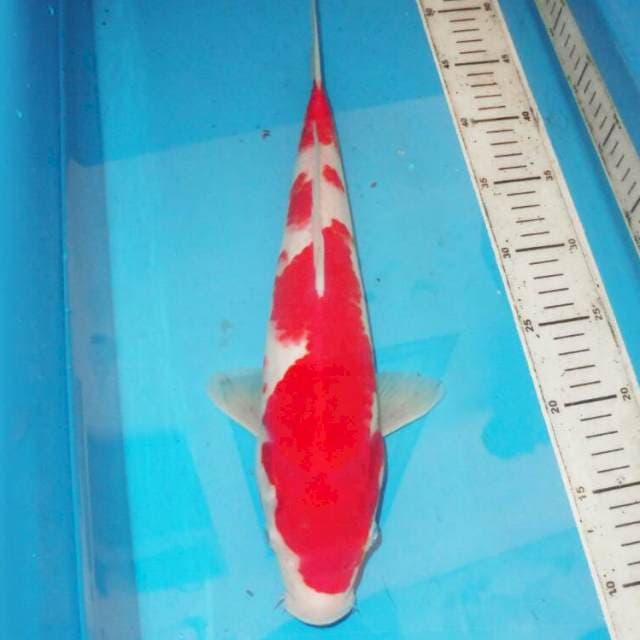 40cm F1 KOHAKU STRONG