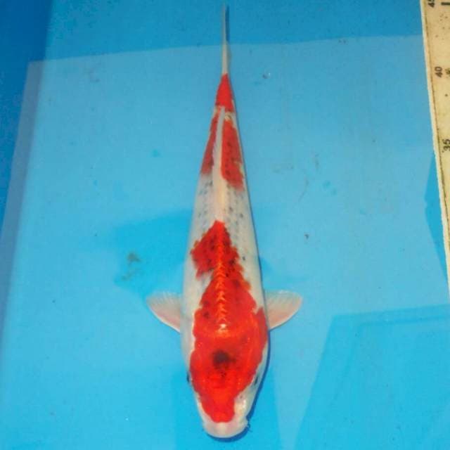 RED KUJAKU