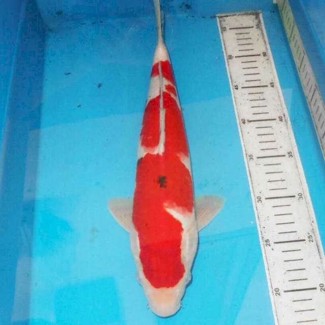 39cm F1 SANKE BONSOR