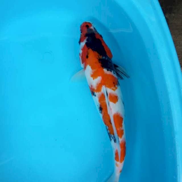 Showa male