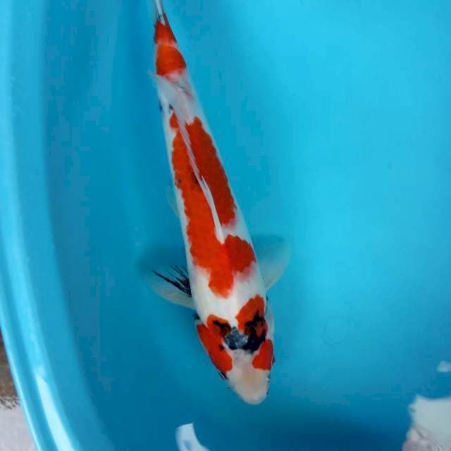 Showa jantan