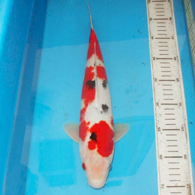 38cm F1 ABSTRAK
