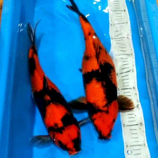Hiutsuri jumbo female