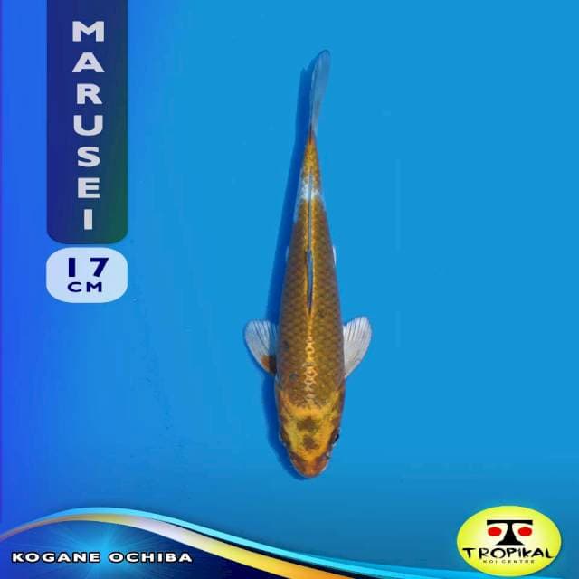 Kogane Ochiba (Marusei Farm) 17cm. Import & Breeder Sertifikat