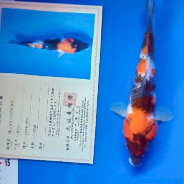 Showa import serty