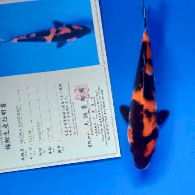 Showa import marusei farm