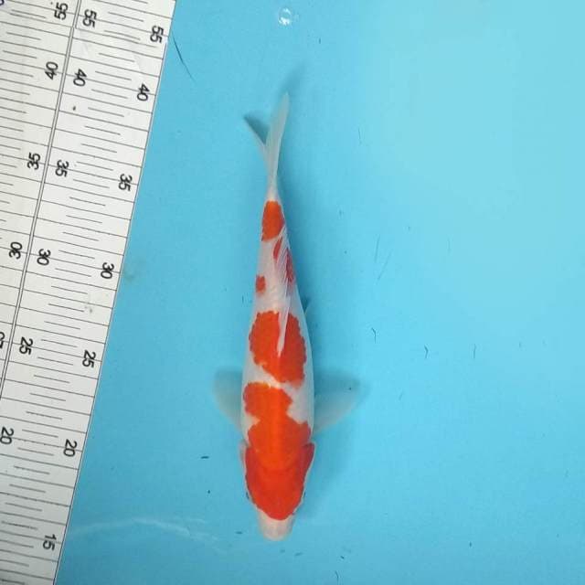 KOHAKU NEAR KOI
