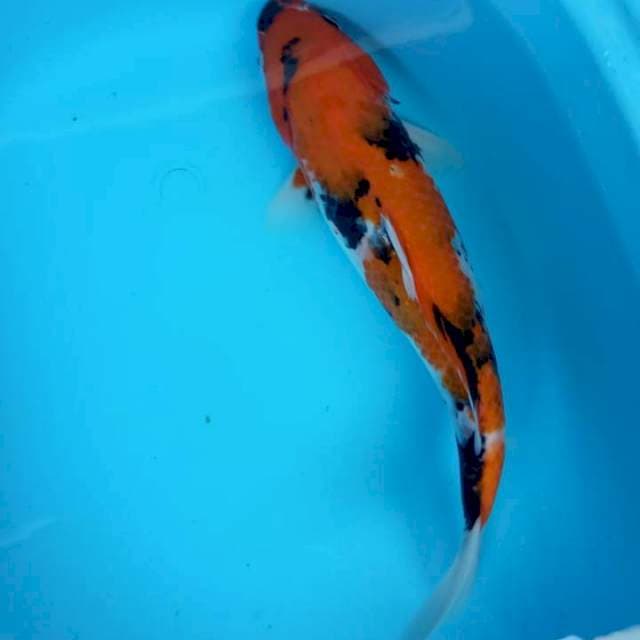 Showa 35 cm