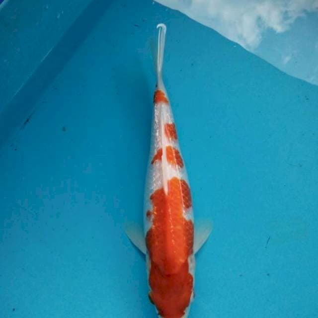 Kohaku gindrin