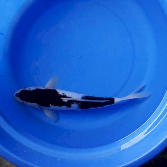 Original Budho goromo 31 male