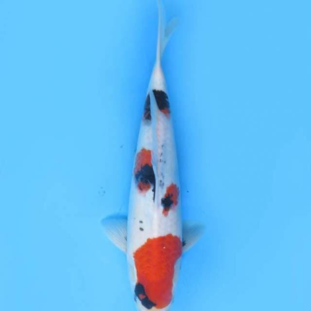 40cm , Tategoi Kindai Showa Mantap