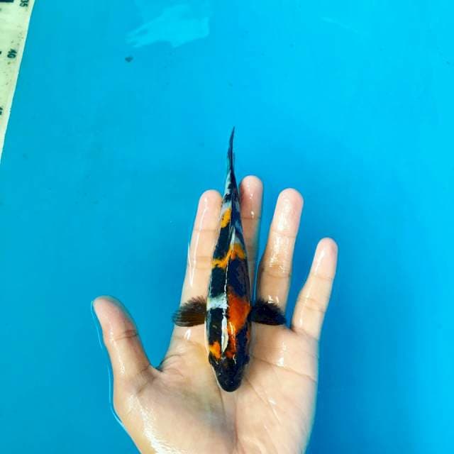 Showa prospek 16cm