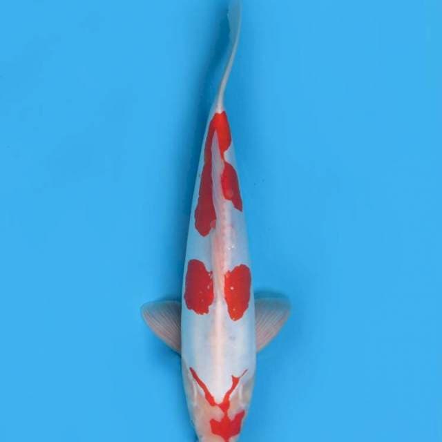 35cm , Kohaku Doitsu Murni ( original )