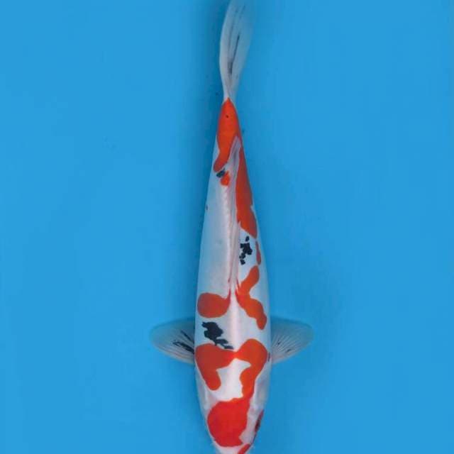 40cm , Sanke Doitsu Murni Jumbo ( original )
