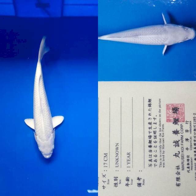 Platinum import marusei