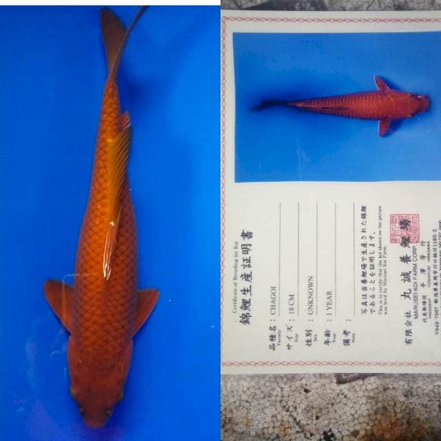Chagoi import marusei