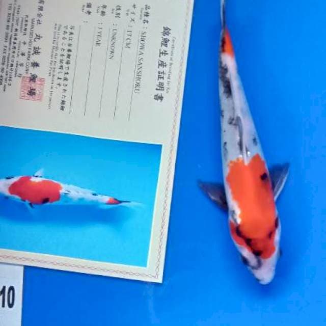 Showa tategoi import serty