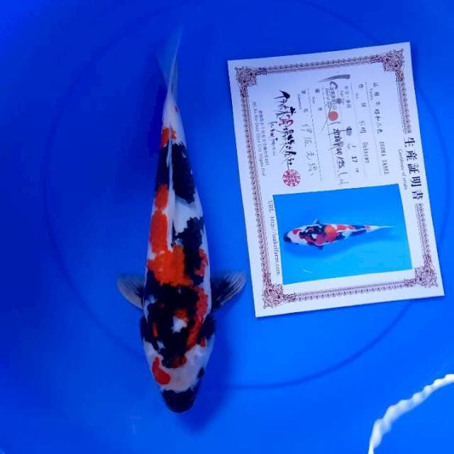 Showa import serty isa farm