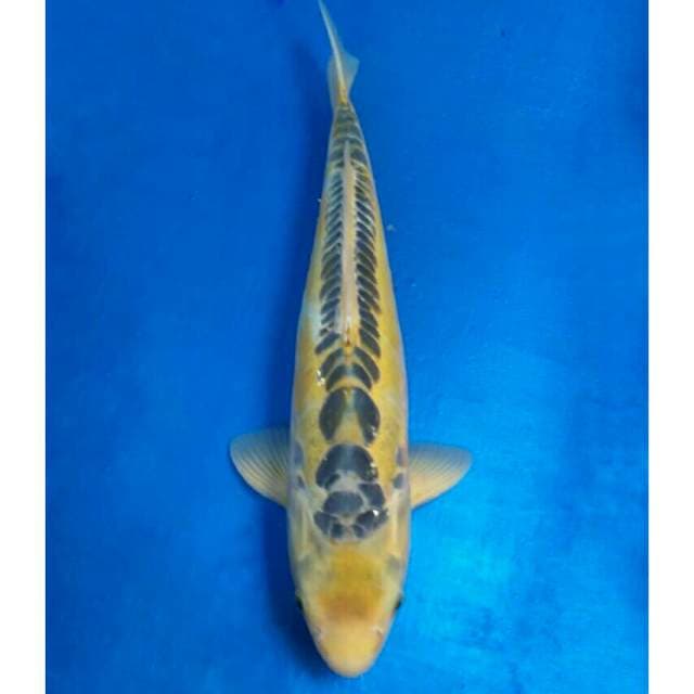 Ogata Yellow Shusui