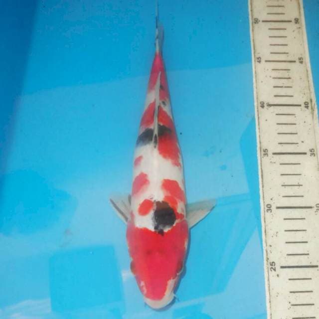 30cm SANKE