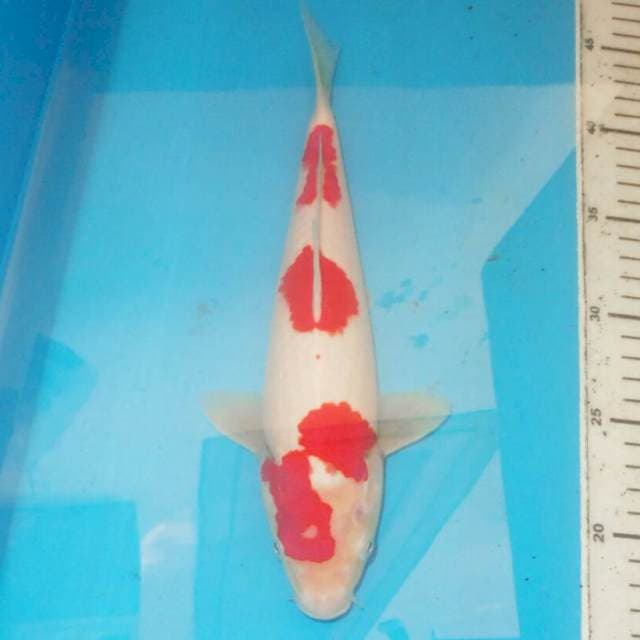 30cm SANDAN KOHAKU RAPI