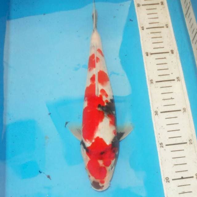 30cm TATEGOI SHOWA MOTOGORO