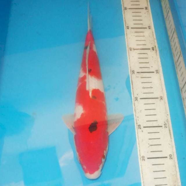 35cm sanke