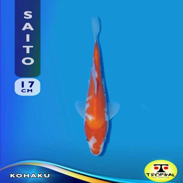 Kohaku (Saito Farm) 17cm. Import & Breeder Sertifikat