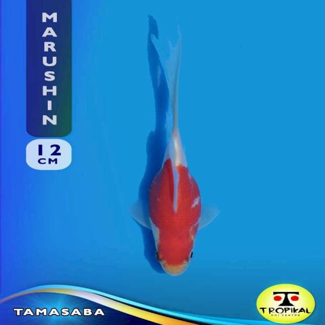 Tamasaba (Marushin) 12cm. Import dan Sertifikat