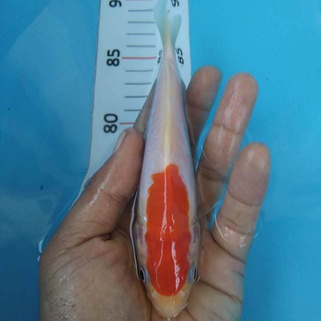 Benikumon*15cm