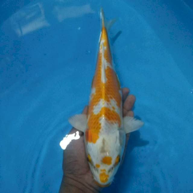 Hariwake 34 cm