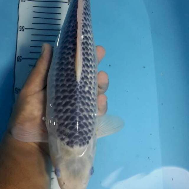 asagi 37 cm