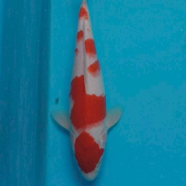 MARU KOHAKU