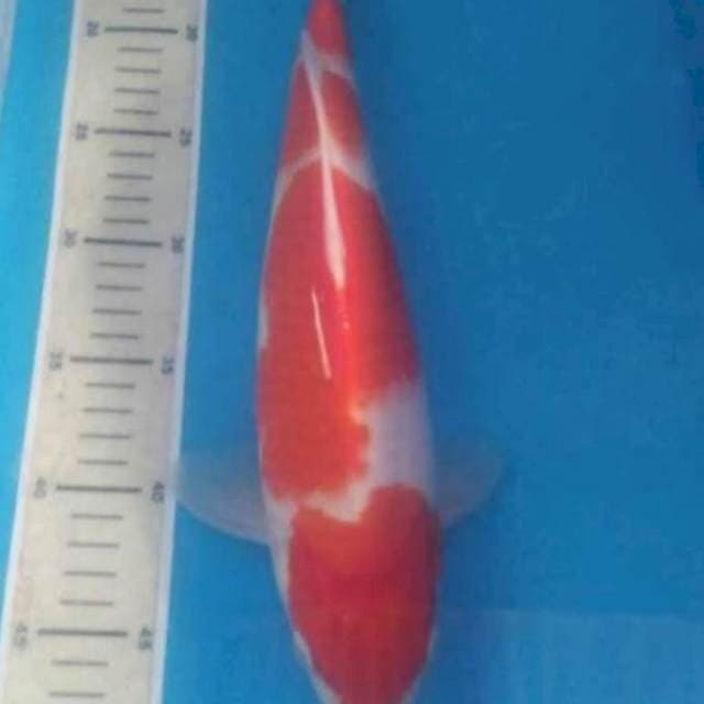 Kohaku