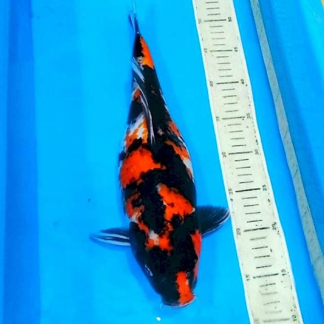 Showa jozz female 40cm