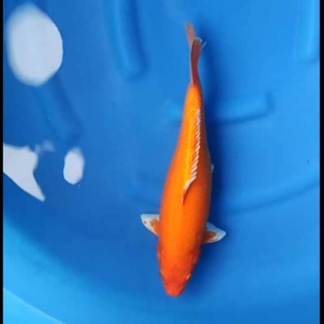 F1 orenji good body