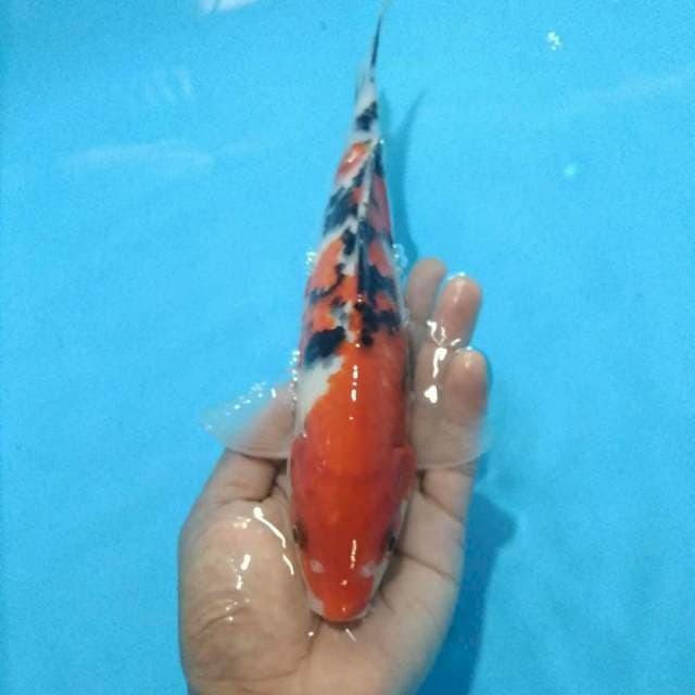 Sanke 26 cm