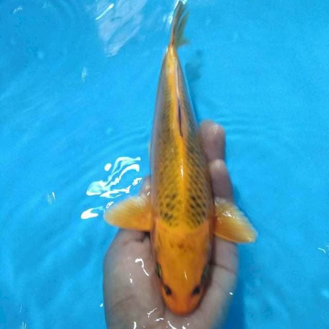 Ki madtsuba 25cm