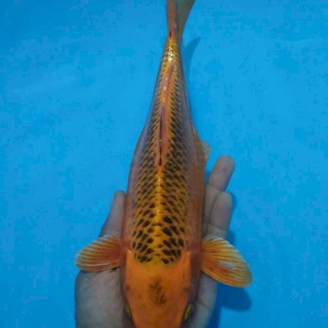 Ki madtsuba 28 cm