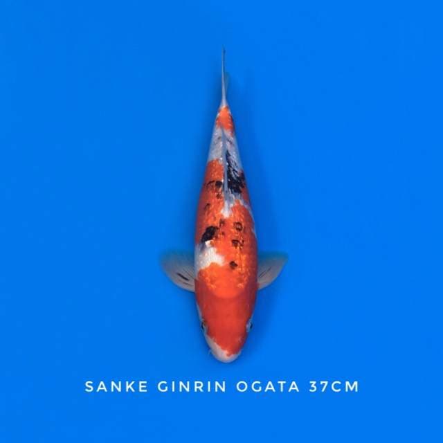 sanke ginrin ogata sertifikat