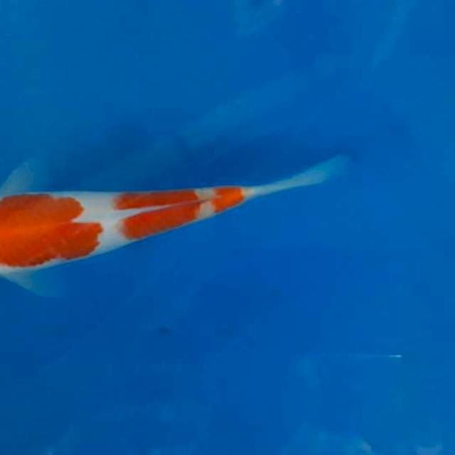 Maruten kohaku