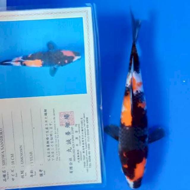 Showa import serty