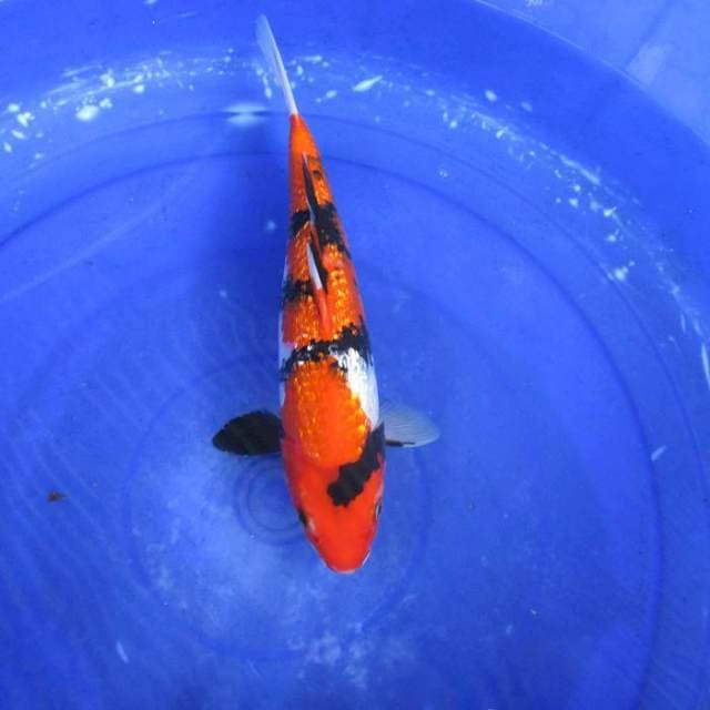 Showa ginrin ±30cm