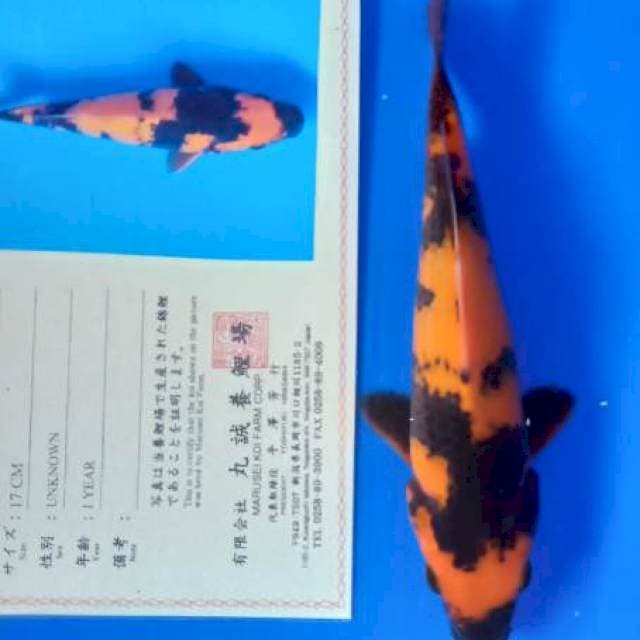Hi utsuri marusei import