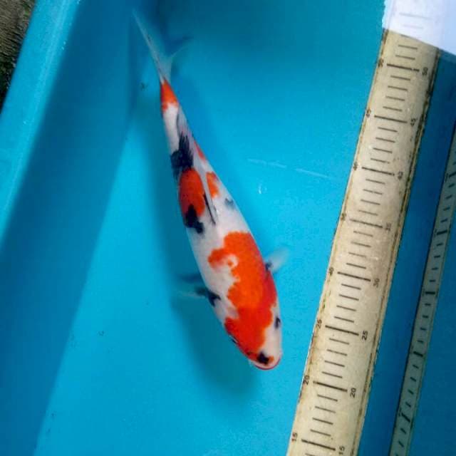 Kindai showa 33cm
