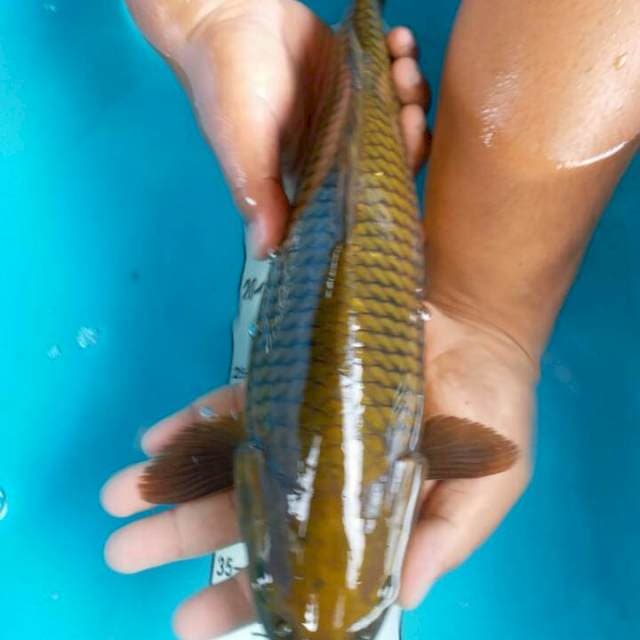 cagoi 42 cm