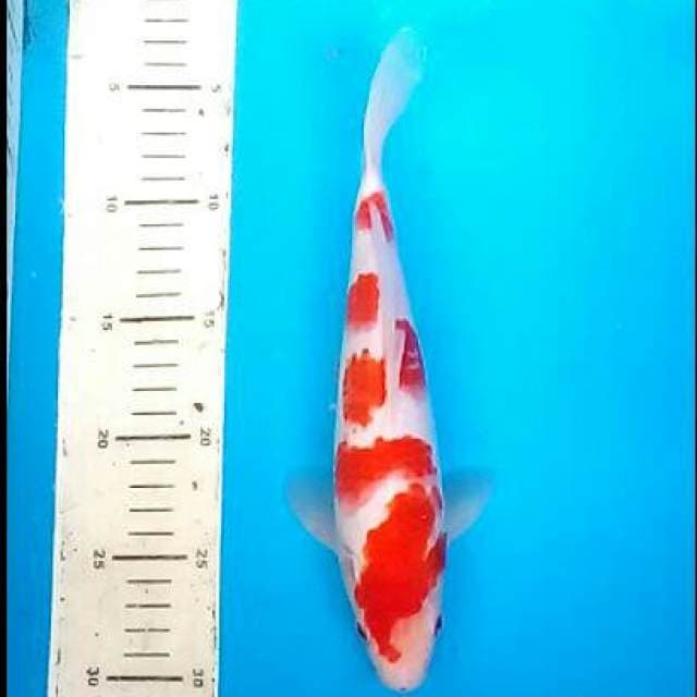 Kohaku