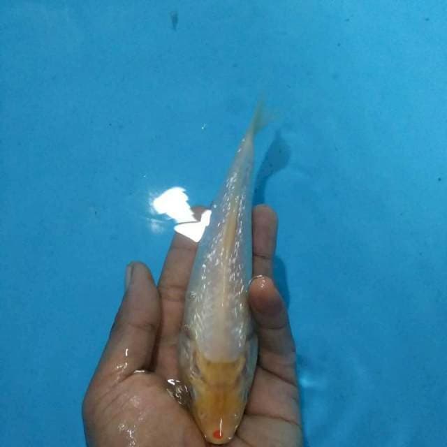 Shiromuji gindrin 18cm